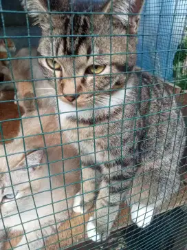 Di jual kucing anggora jantan,