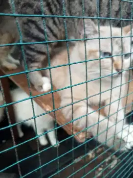 Jual kucing anggora umur 1 tahun lebih,jenis kelamin betina