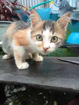 Di jual anak kucing anggora jenis kelamin betina,