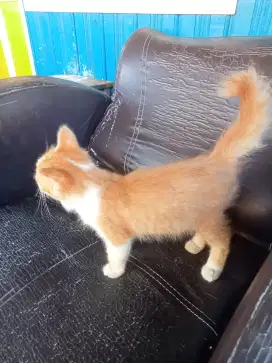 Jual anak kucing anggora umur sekitar 4 BLN