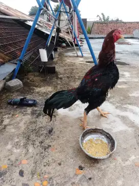 Jual ayam bangkok
