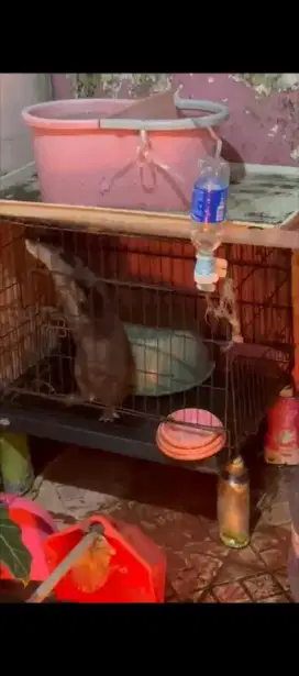 Otter/Berang-Berang