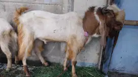 kambing FE jumbo