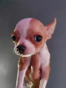 Chihuahua Jantan