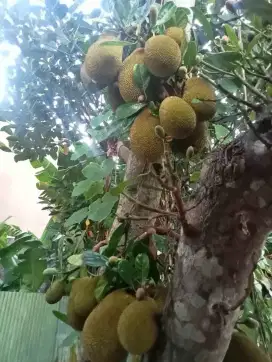 BUAH NANGKA MUDA COCOK GUDEK DLL