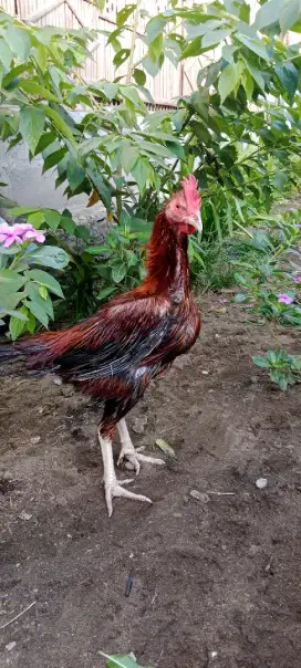 Ayam Rajekwesi Cemara atau bulu landak jarum