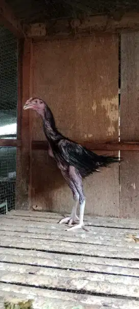 Ayam Cemara Rajekwesi atau Ayam Bulu landak jarum