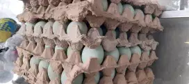 Telur bebek/ Itik