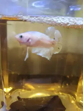 Ikan cupang male plakat kft