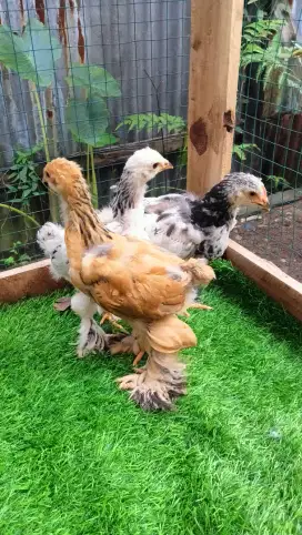 Ayam hias Brahma