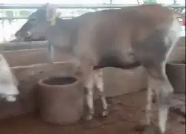 obral 3 ekor sapi jantan kurleb 200kilo siap penggemukan rawatan puas