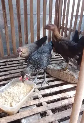 Ayam ketawa Betina 3 ekor perekor 150k
