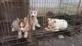 Siberia husky vs alaskan malamute