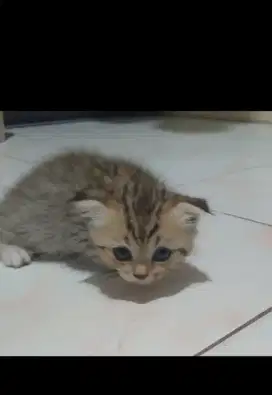 Scottish fold betina