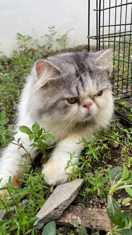 Kucing Persia Peaknose Sepasang Murah
