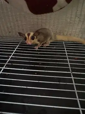 Dijual Sugar Glider
