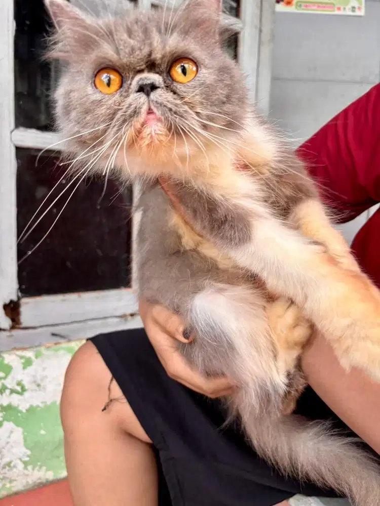 Betina peaknose longhair