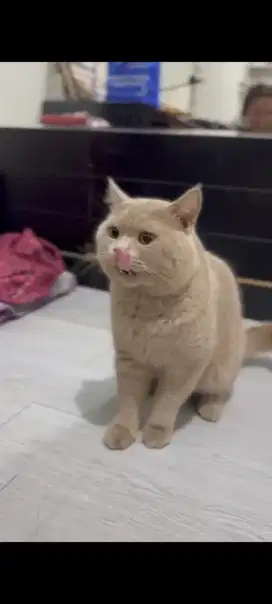 kucing BSH british shorthair PED sertifikat wcf original bukan mix