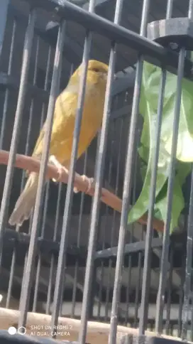 Kenari ijo botol nonslap siap jadi bapak