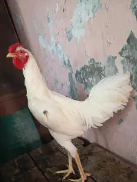 Ayam kampung putih jantan jago muda jengger mawar / sanggar delima