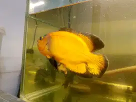 Ikan Oscar tembaga ukuran 22 cm-+ 1 jengkal lebih
