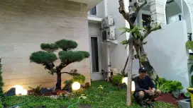 Pohon kamboja posil ukuran 2-3meter