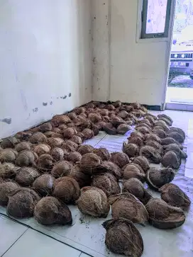 kelapa tua kupasan