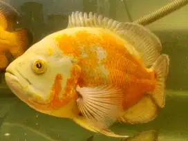 Ikan Oscar albino ukuran -+22 cm, 1 jengkal lebih
