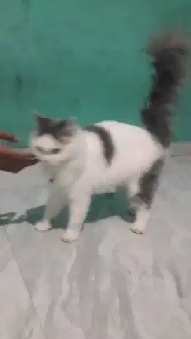 Kucing jenis pet noise