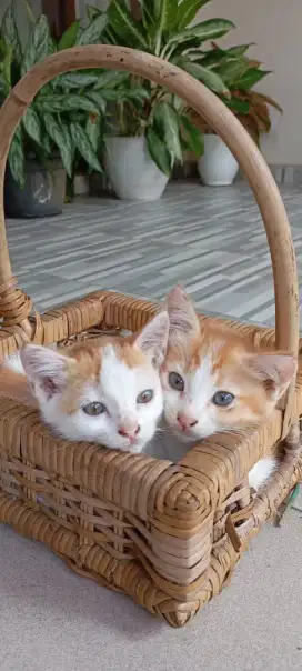 Kucing, Anak Kucing, Kitten