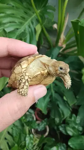 Sulcata size 5 cm