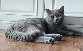 Pacak Kucing BSH Blue Solid