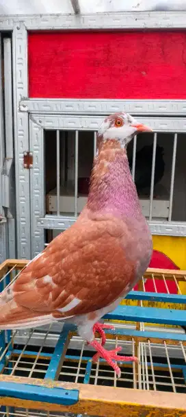 MERPATI KOLONG PLAYER