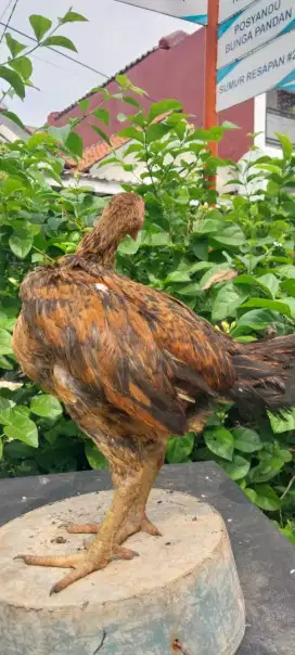 Ayam kampung jantan