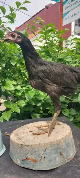 Ayam Kampung Betina