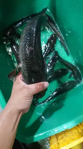 ikan gabus hidup