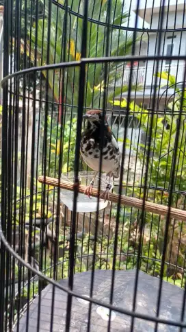Burung Anis Kembang