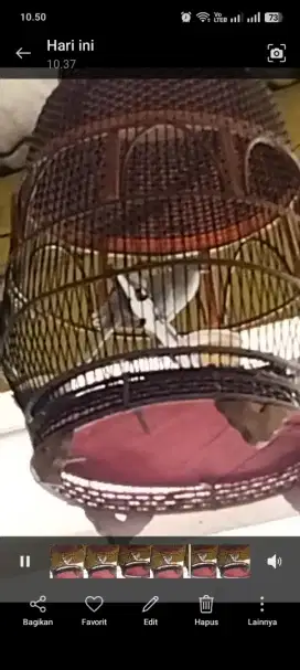 Jual burung perkutut putih lurik mata merah gacor dan murah