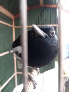 Burung kacer tidak ada minus