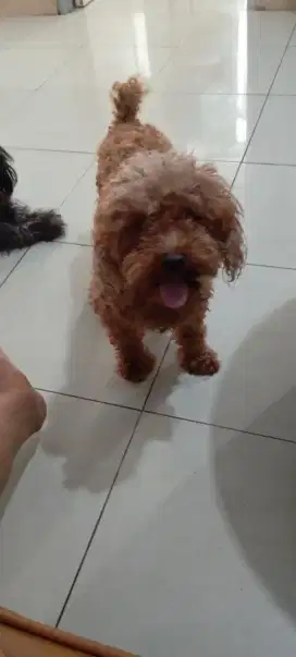 Poodle Red Pejantan