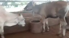 3 ekor bakalan sapi jantan 1,5 tahunan kurleb 200kiloan siap digemukin