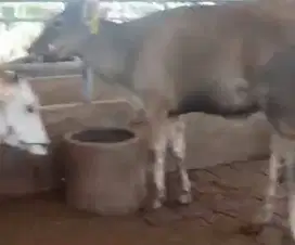 3 ekor bakalan sapi jantan 1,5 tahunan kurleb 200kiloan siap digemukin