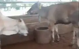 3 ekor bakalan sapi jantan 1,5 tahunan kurleb 200kilo siap digemukin