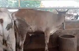 3 ekor bakalan sapi jantan 1,5 tahunan kurleb 200kilo siap digemukin