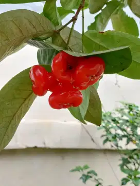 Buah jambu air (kancing)