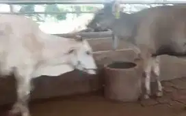 3 ekor sapi jantan bakalan 1,5 tahunan siap penggemukan rawatan manteb