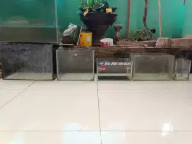 5 aquarium bonus 5 ikan