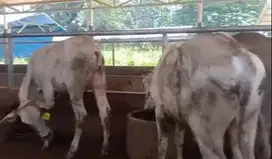 3 ekor sapi bakalan jantan 1,5 tahunan kurleb 200kilo siap digemukin
