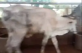 3 ekor sapi bakalan jantan 1,5 tahunan kurleb 200kilo siap digemukin