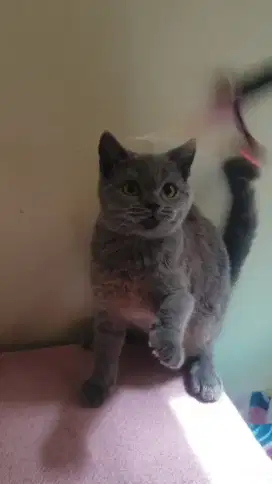 BRITISH SHORTHAIR